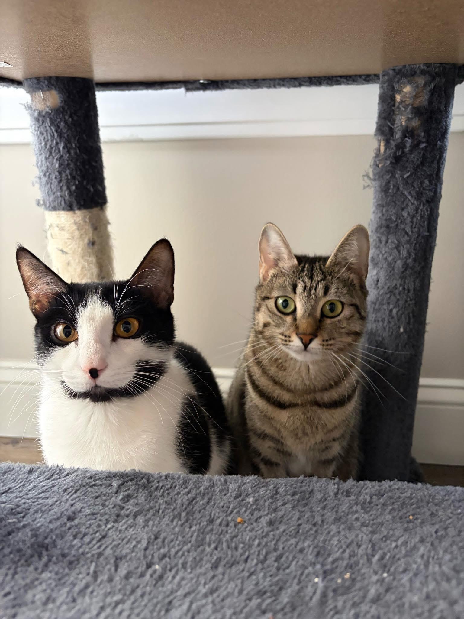 Orka and Bean, ADOPTABLE, Young Female Domestic Short Hair & Tiger.
