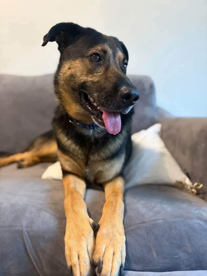 Jake, Adoptable, Adult Male Shepherd & Hound.