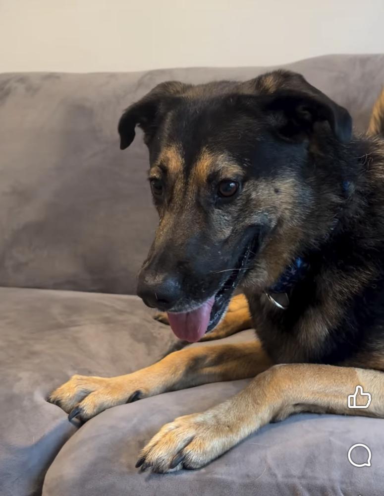 Enlarge Jake, a Adoptable mixed breed in Norfolk, MA image 2/2