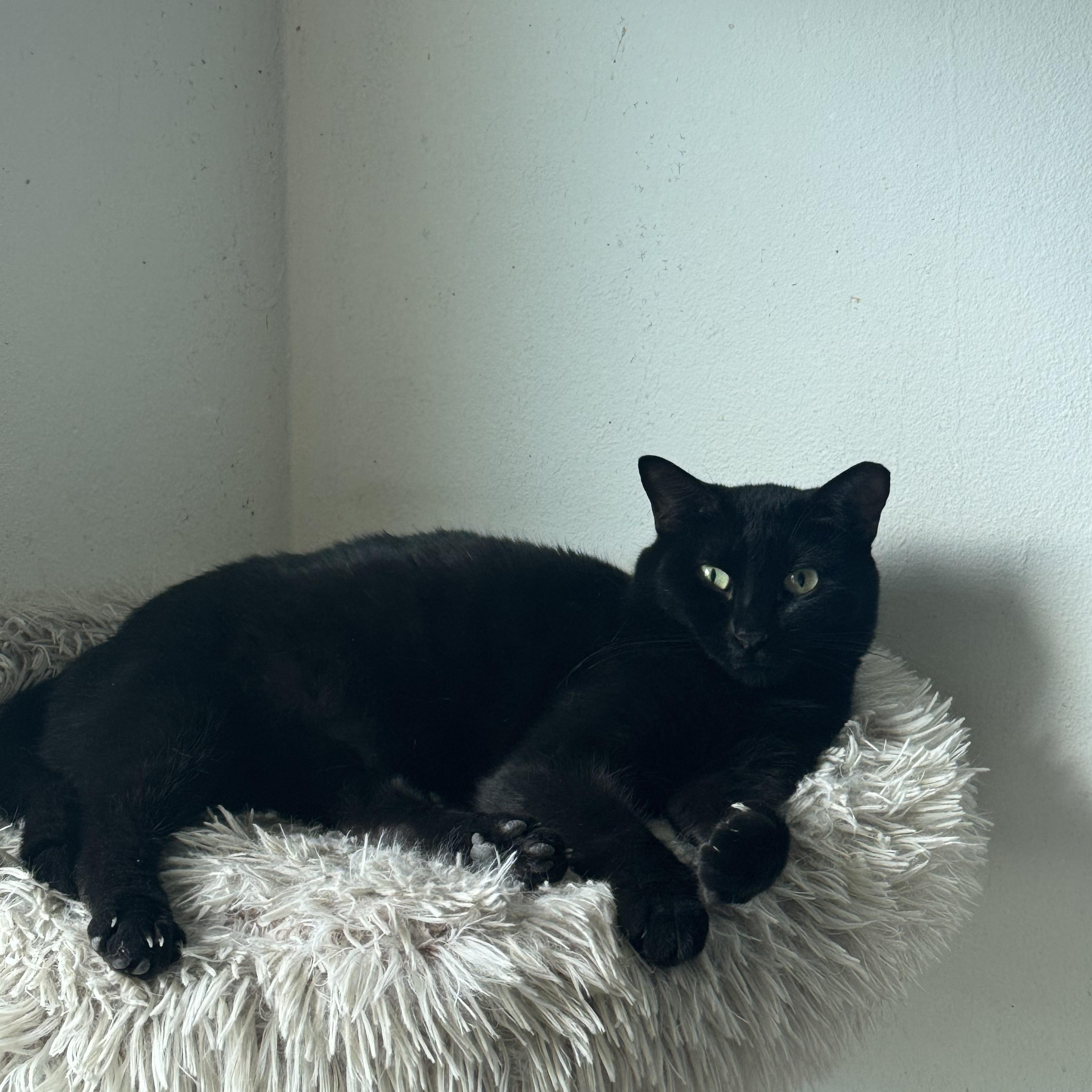 Flow, ADOPTABLE, Adult Female Domestic Medium Hair.