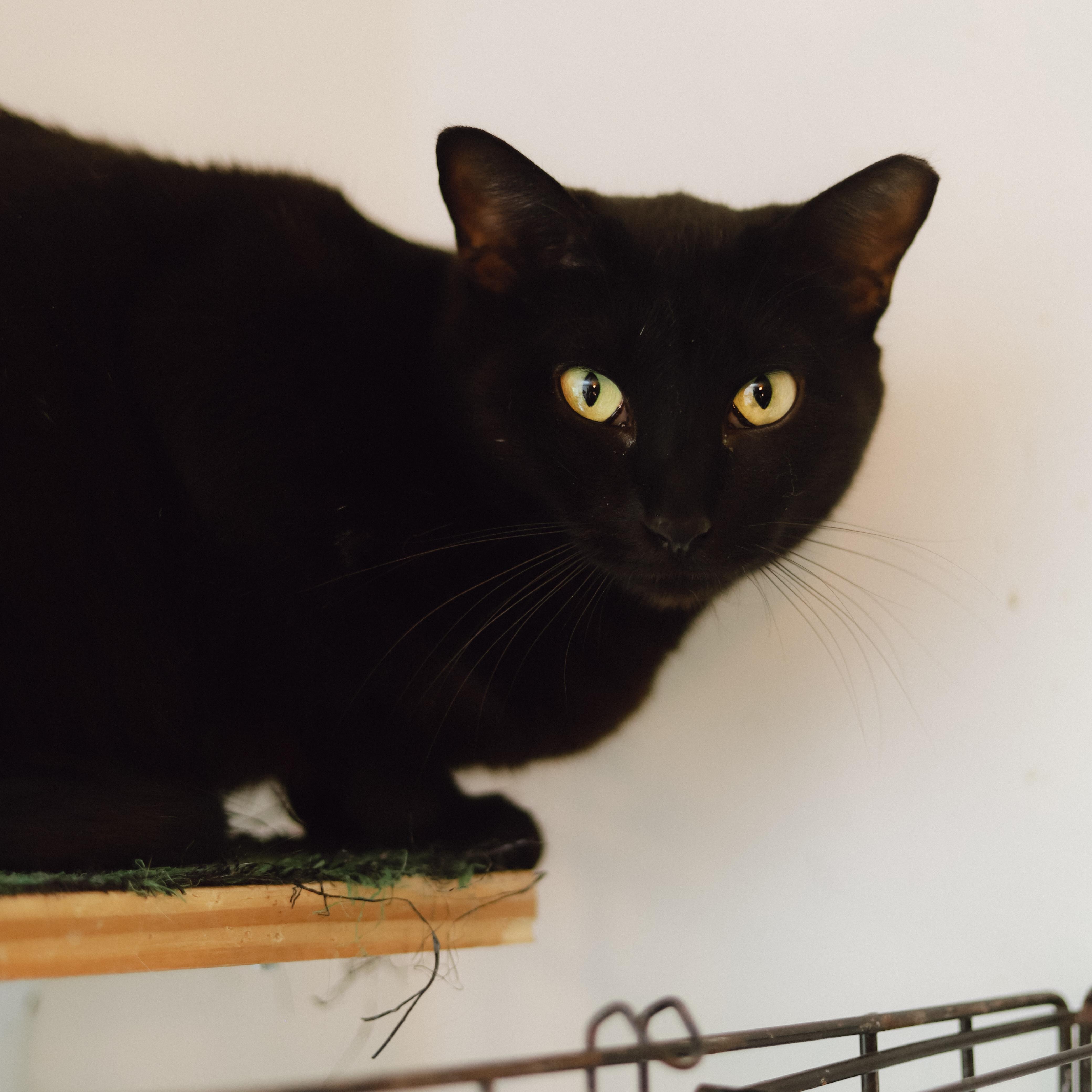 Enlarge Flow, a Adoptable Domestic Medium Hair in San Juan, PR image 1/2
