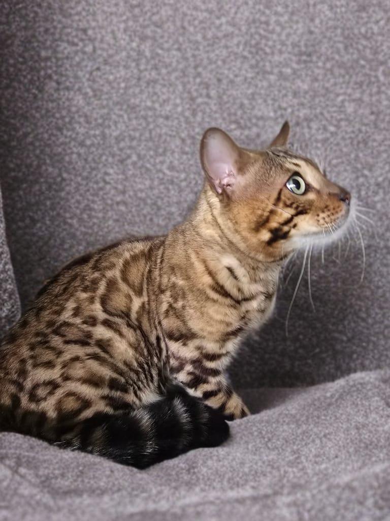 Enlarge Titan, an adopted Bengal in St. Augustine, FL image 5/5