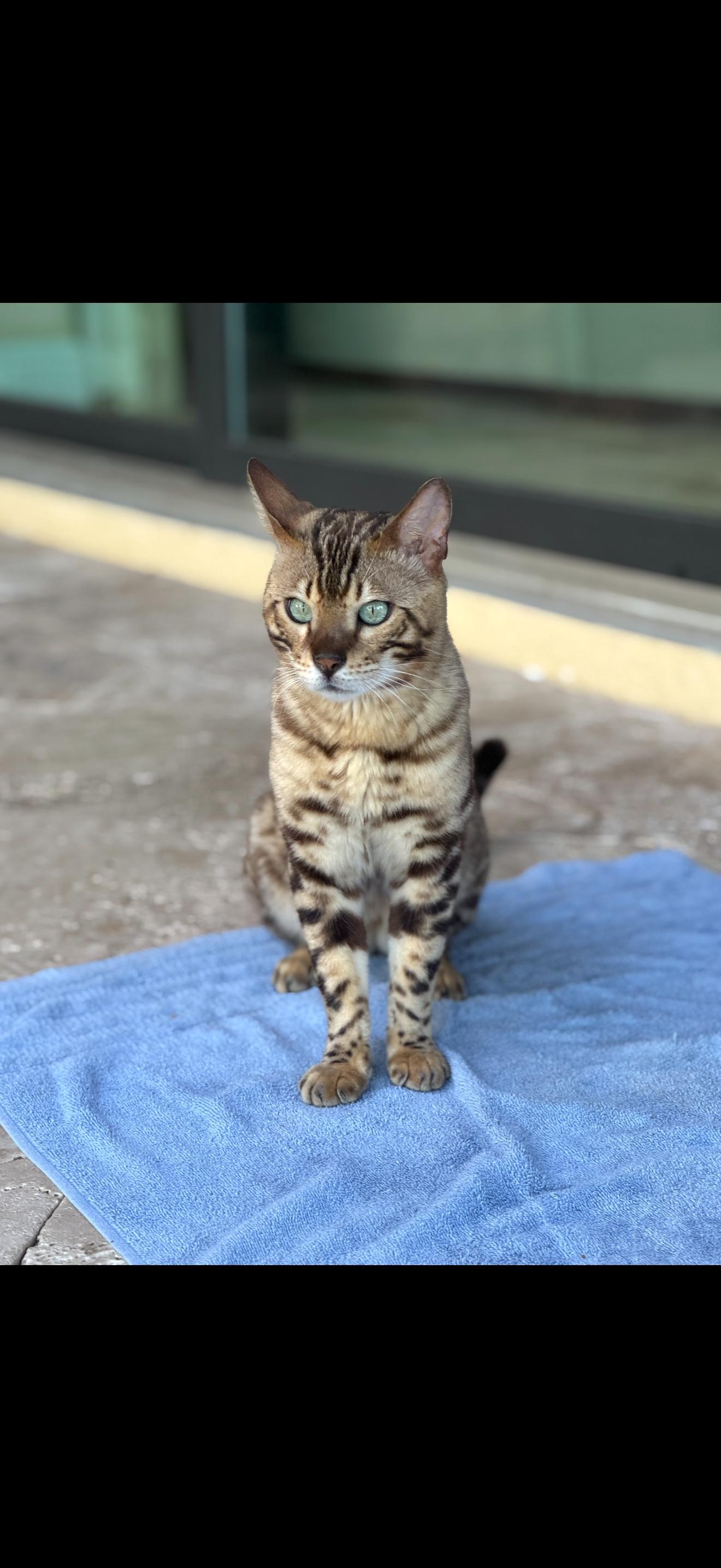 Enlarge Titan, an adopted Bengal in St. Augustine, FL image 1/5