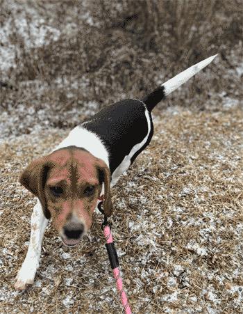 Enlarge Trixie, an adopted Beagle in West Decatur, PA image 2/6