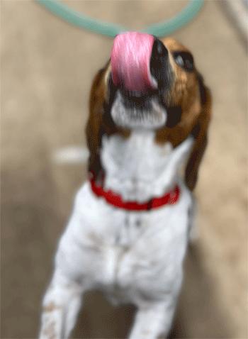 Enlarge Trixie, an adopted Beagle in West Decatur, PA image 5/6