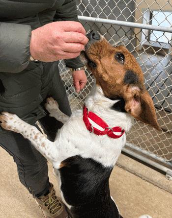 Enlarge Trixie, an adopted Beagle in West Decatur, PA image 4/6