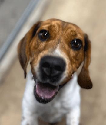 Enlarge Trixie, an adopted Beagle in West Decatur, PA image 1/6