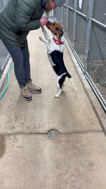 Enlarge Trixie, an adopted Beagle in West Decatur, PA video 6/6