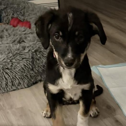 Jordan, adopted, Puppy Female Mixed Breed.