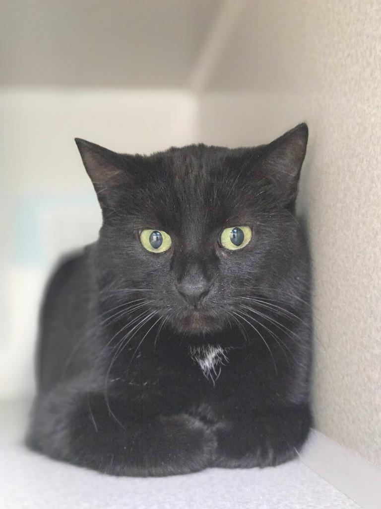 Enlarge Minina, a Adoptable mixed breed in Viroqua, WI image 1/2