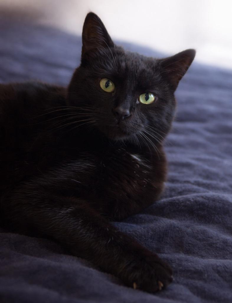 Enlarge Minina, a Adoptable mixed breed in Viroqua, WI image 2/2