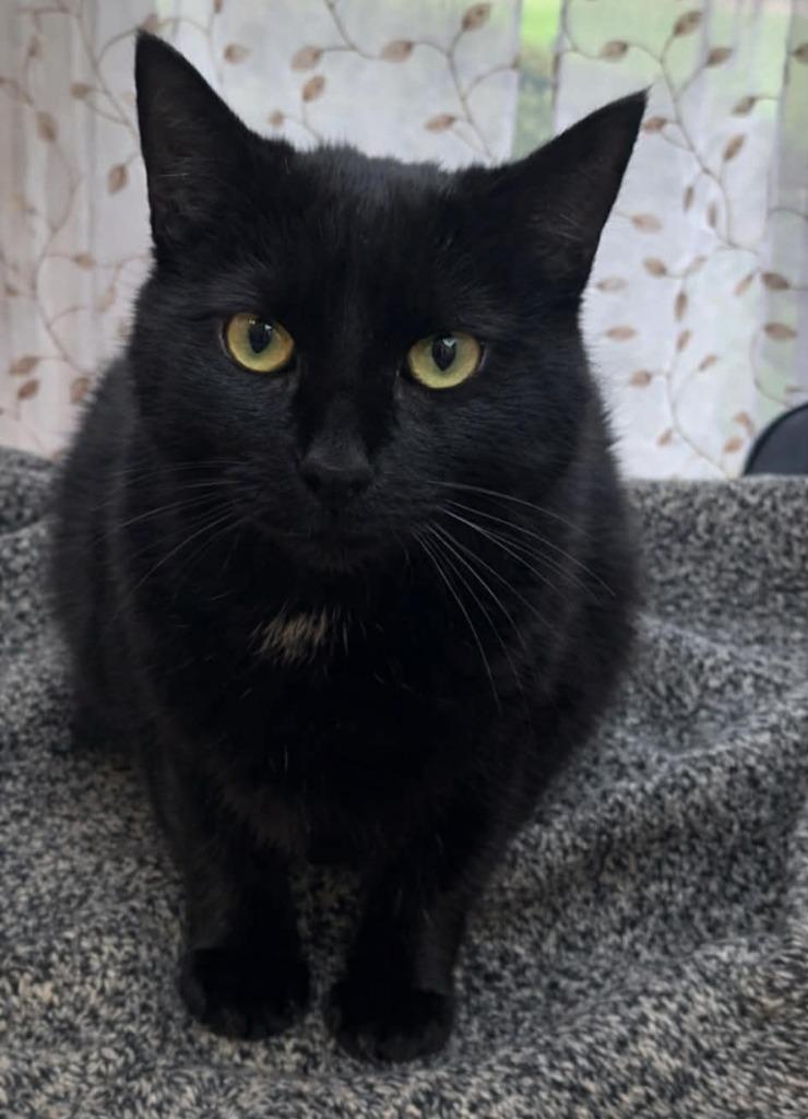 Enlarge Minina, a Adoptable mixed breed in Viroqua, WI image 3/3