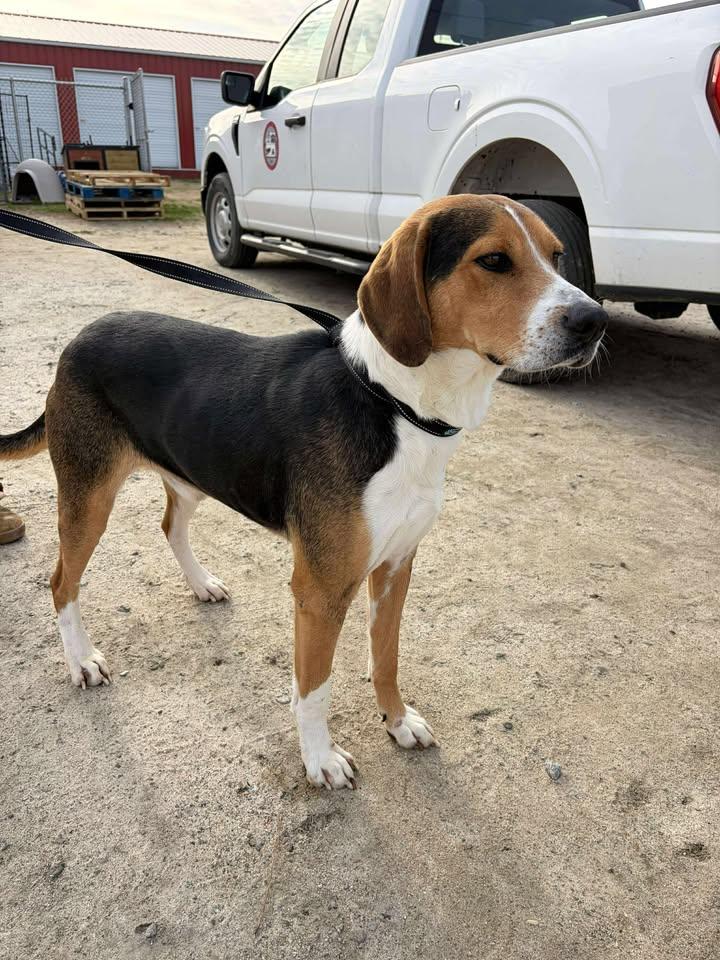 Roscoe, a ADOPTABLE mixed breed in Mullins, SC image 3/3