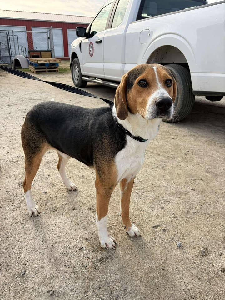 Roscoe, a ADOPTABLE mixed breed in Mullins, SC image 1/3