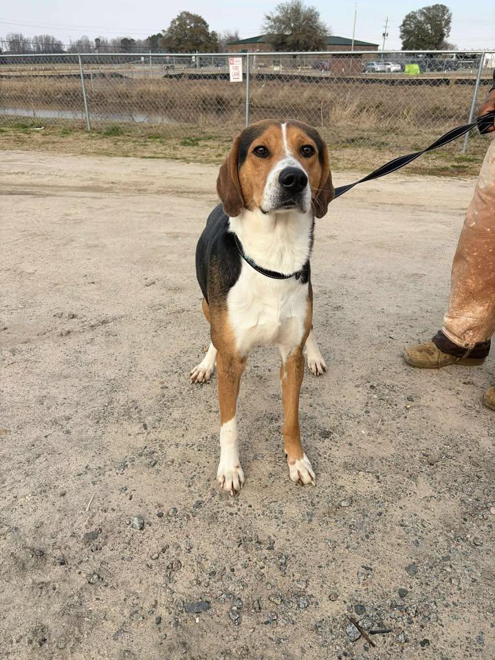 Roscoe, a ADOPTABLE mixed breed in Mullins, SC image 2/3