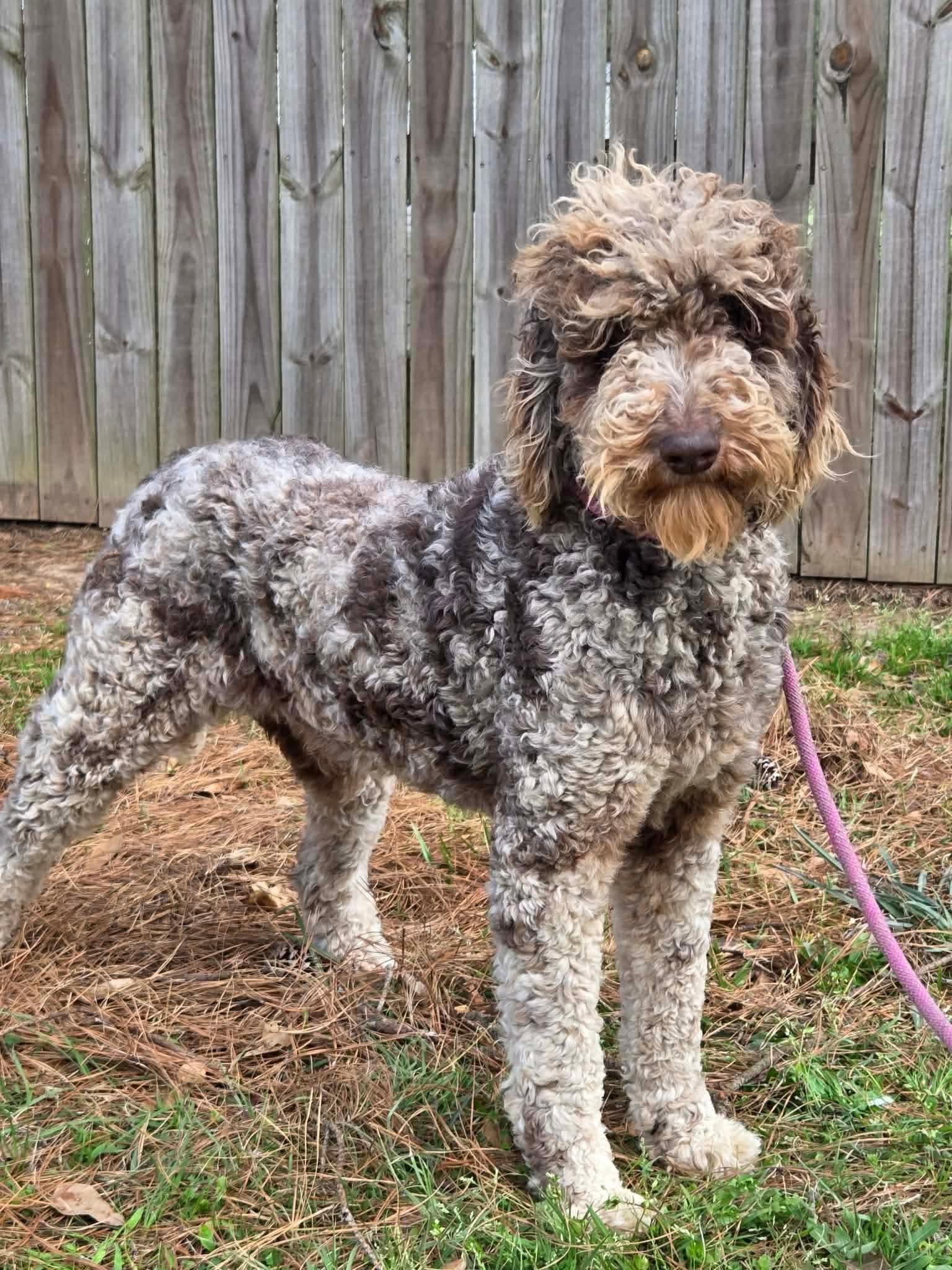 Nemo, Adoptable, Young Male Poodle & Australian Cattle Dog / Blue Heeler.