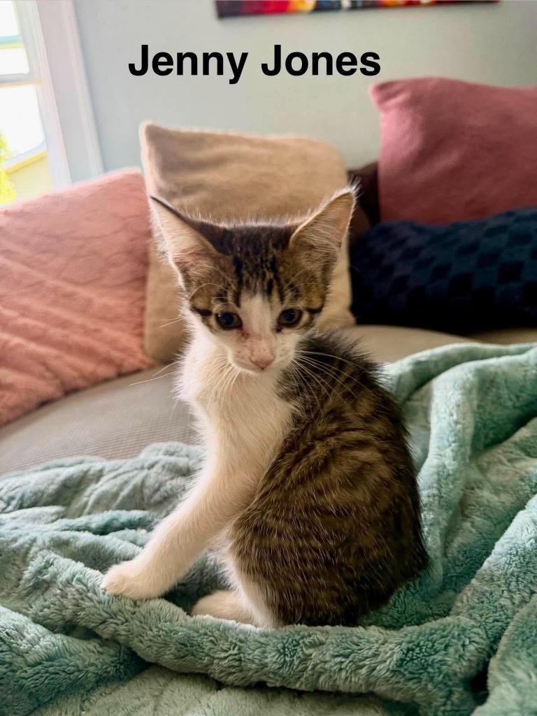 Jenny Jones, Adoptable, Kitten Female Domestic Short Hair.