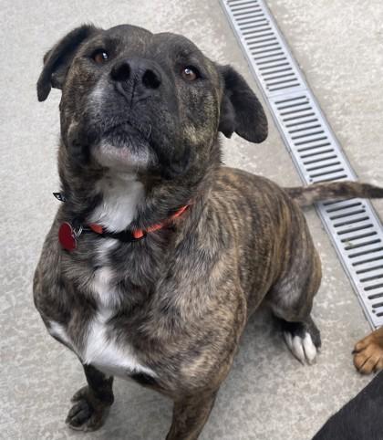 Brandy, an adopted Mixed Breed in Stanwood, WA image 1/2