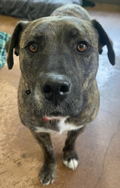 Brandy, an adopted Mixed Breed in Stanwood, WA image 2/2