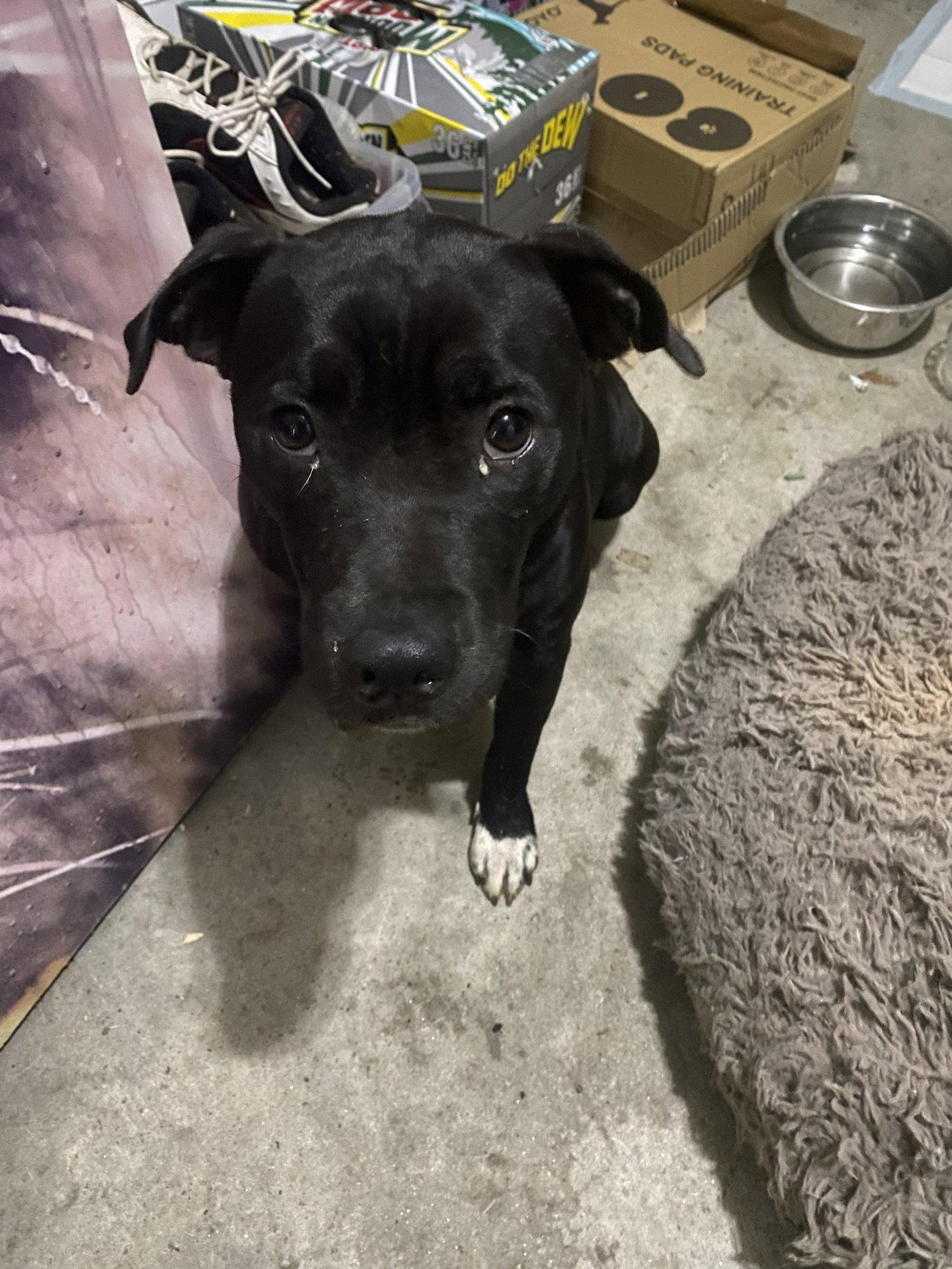 Cinderella - Lost More Than a Lost Slipper, Adoptable, Young Female Black Labrador Retriever & American Bulldog.