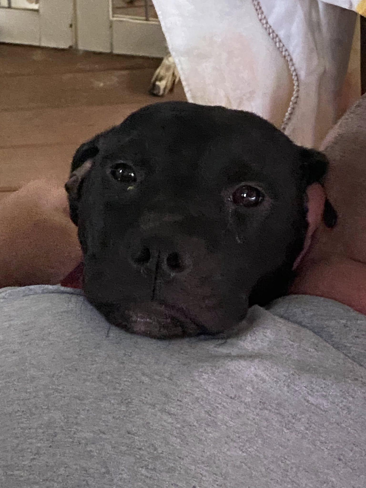 Enlarge Cinderella - Lost More Than a Lost Slipper, a Adoptable mixed breed in Atlanta, GA image 2/3