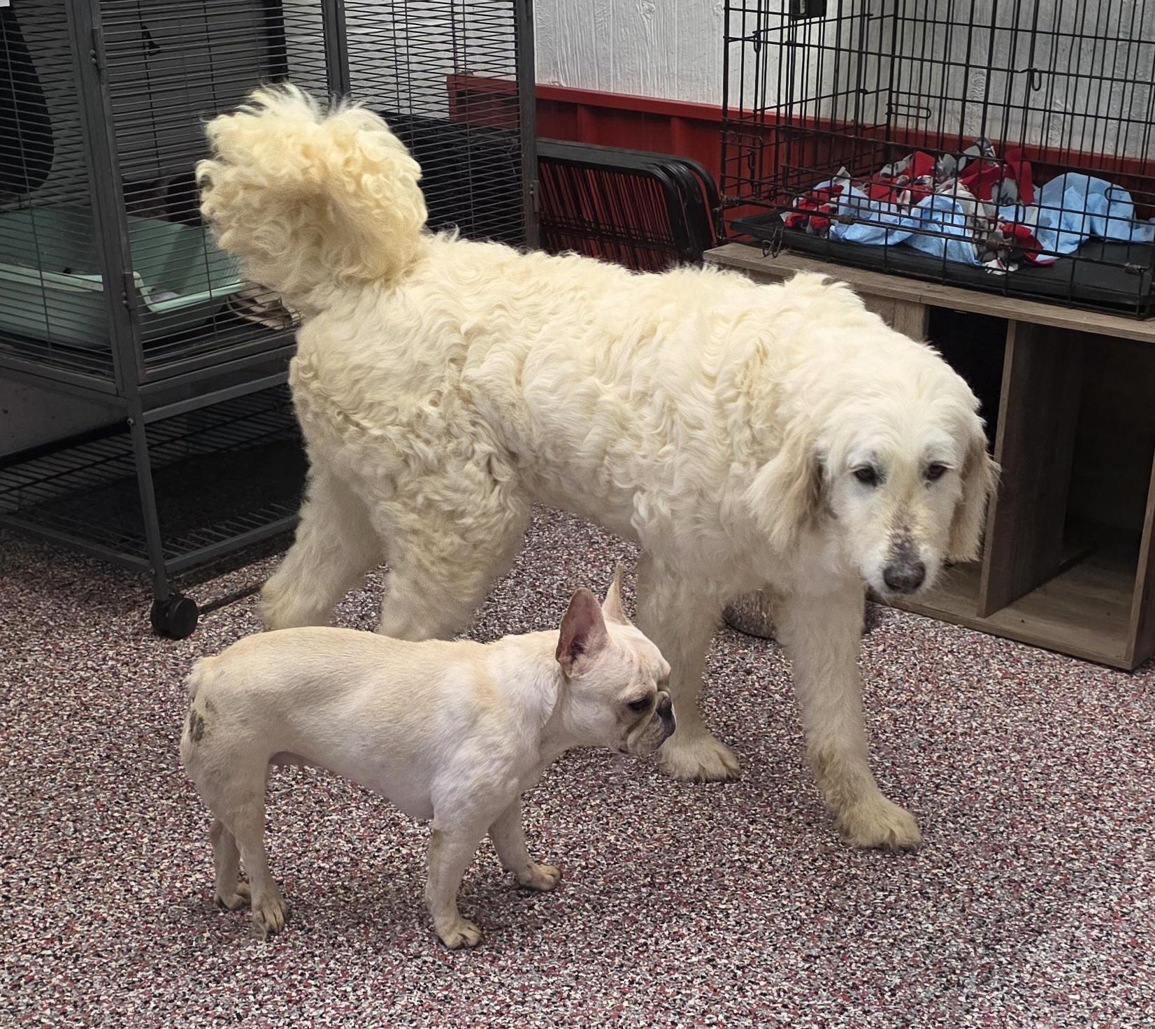 Pearl, Adoptable, Adult Female Great Pyrenees & Poodle.