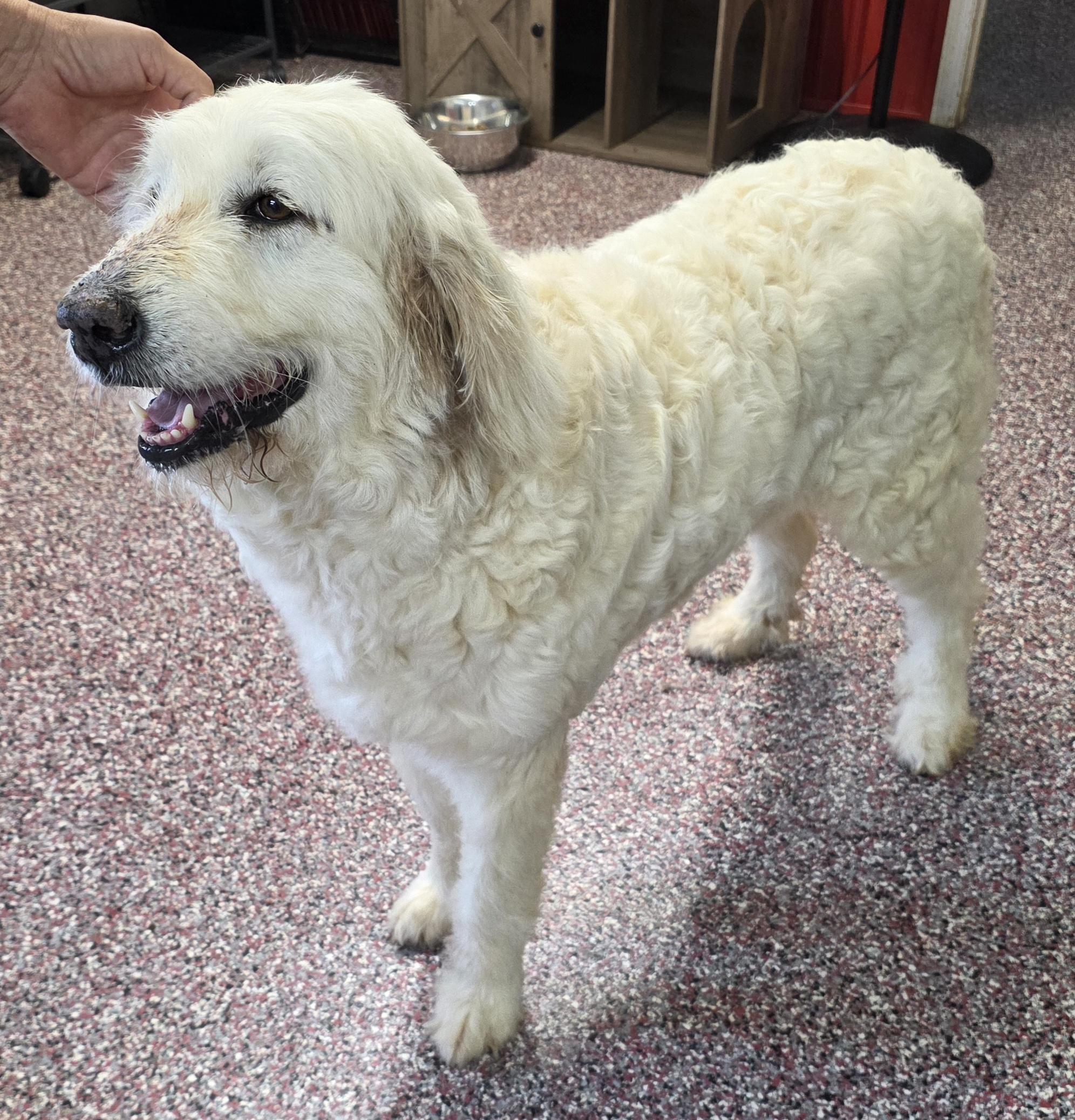 Enlarge Pearl, a Adoptable mixed breed in Wheelersburg, OH image 4/5