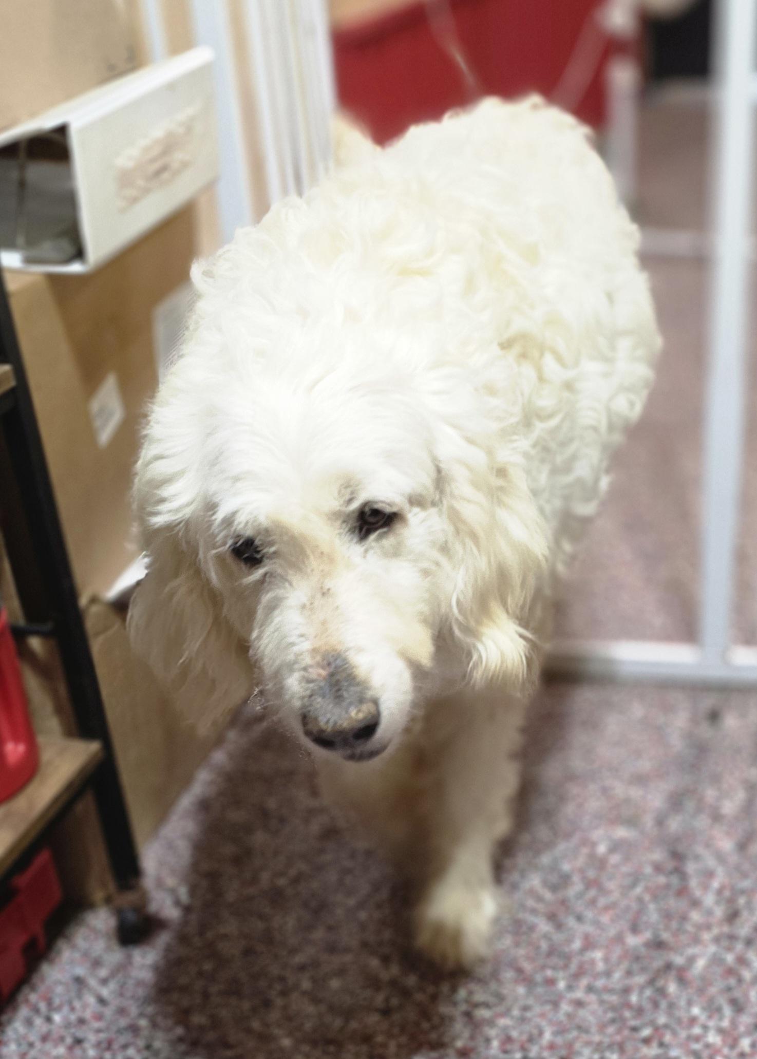 Enlarge Pearl, a Adoptable mixed breed in Wheelersburg, OH image 5/5