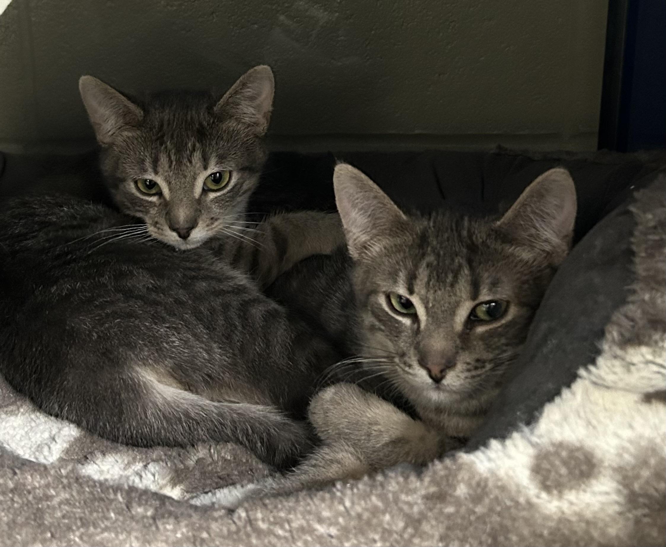 Enlarge Bulma *BONDED WITH GOKU*, an adopted Domestic Short Hair in Caledon, ON image 1/5