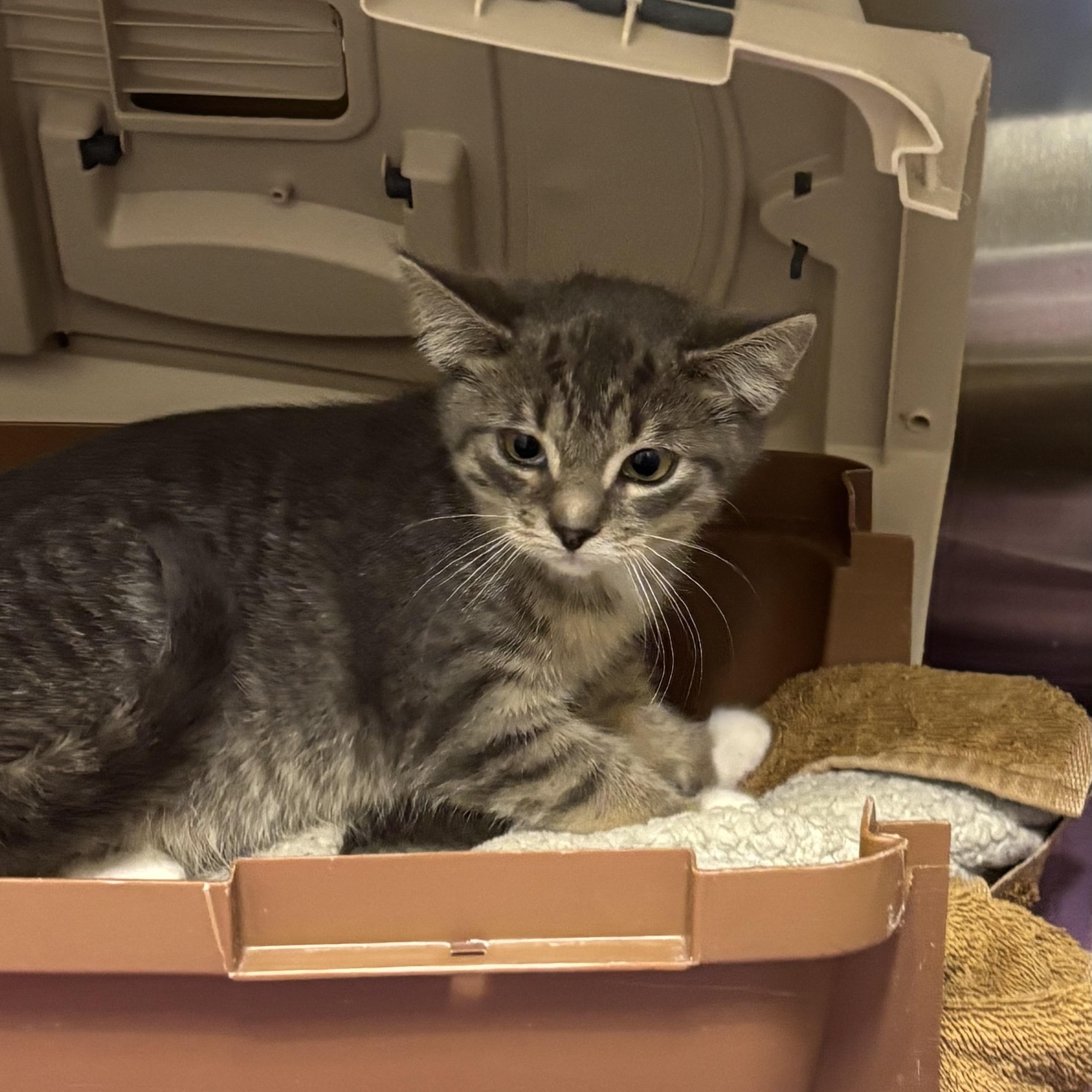 Enlarge Bulma *BONDED WITH GOKU*, a Adoptable Domestic Short Hair in Caledon, ON image 2/4