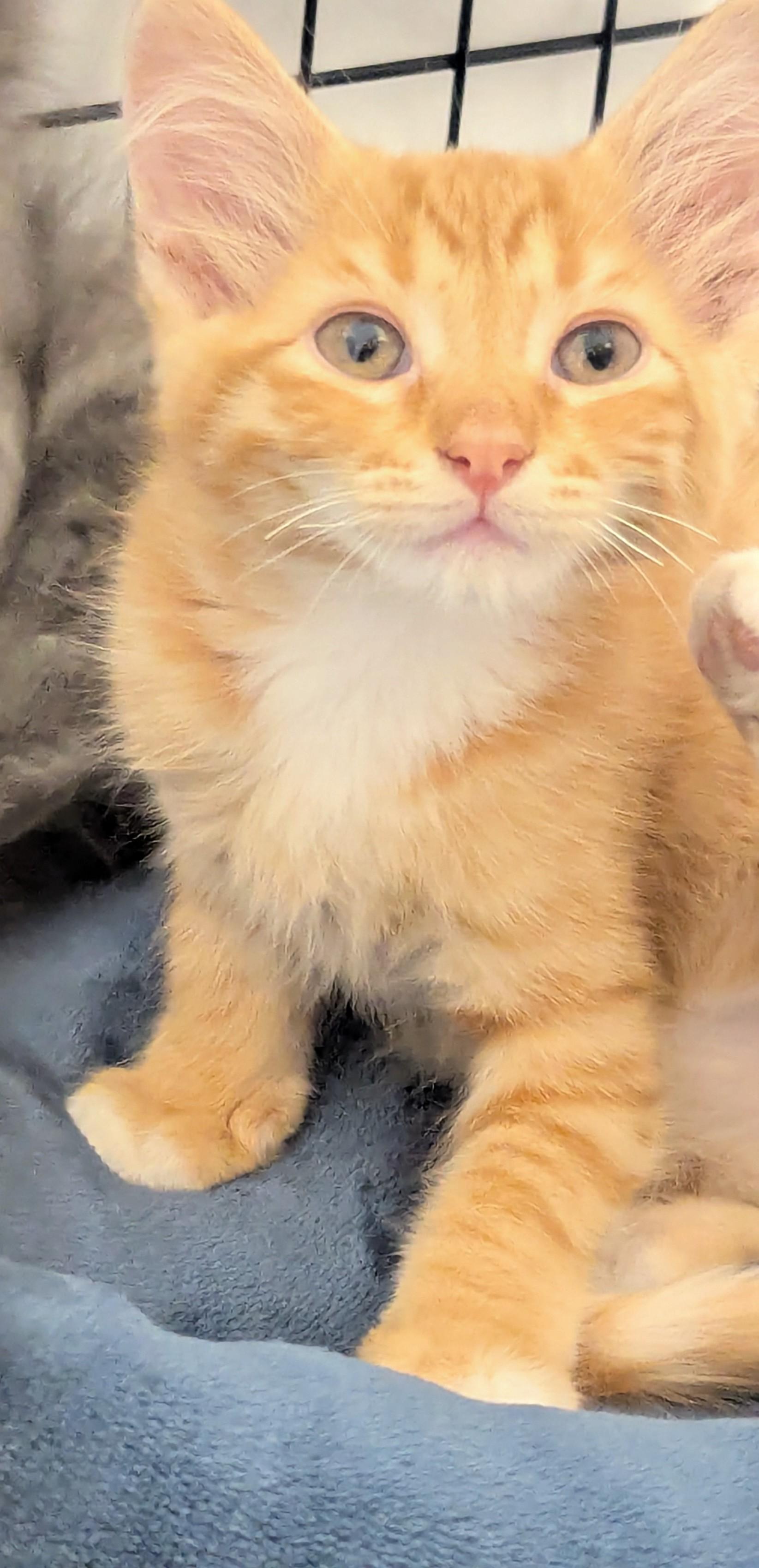 Penny, adopted, Young Female Domestic Short Hair.