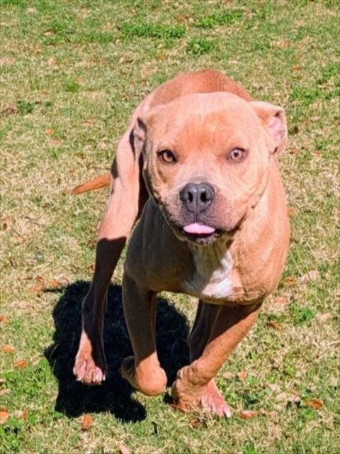 Enlarge MABEL, a Adoptable mixed breed in Texas City, TX image 1/1