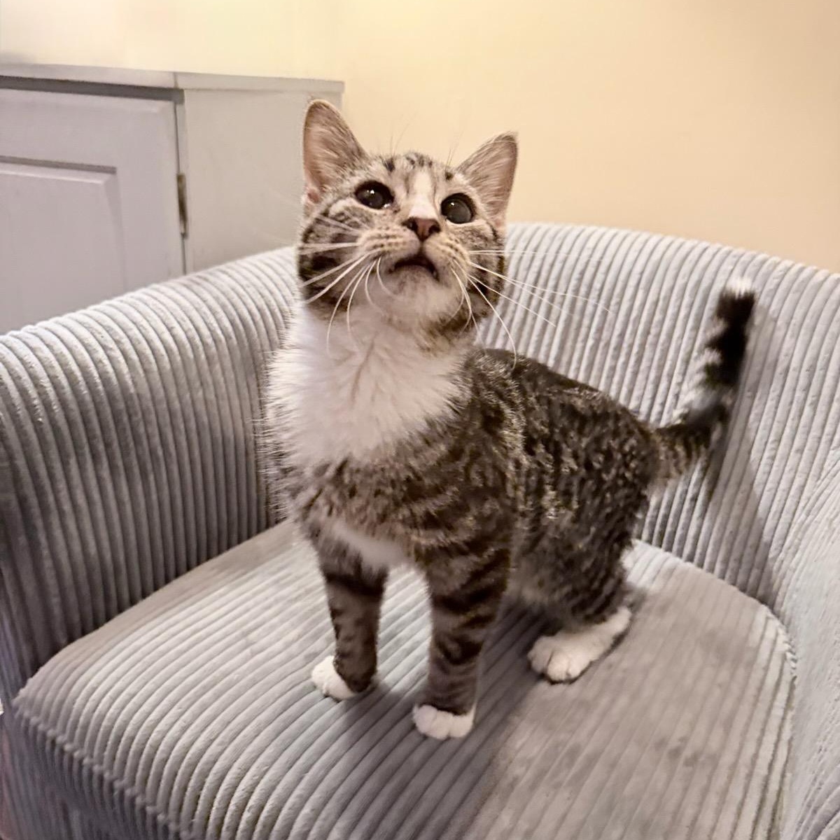 Enlarge Sully, an adopted Domestic Short Hair in Honeoye, NY image 1/2