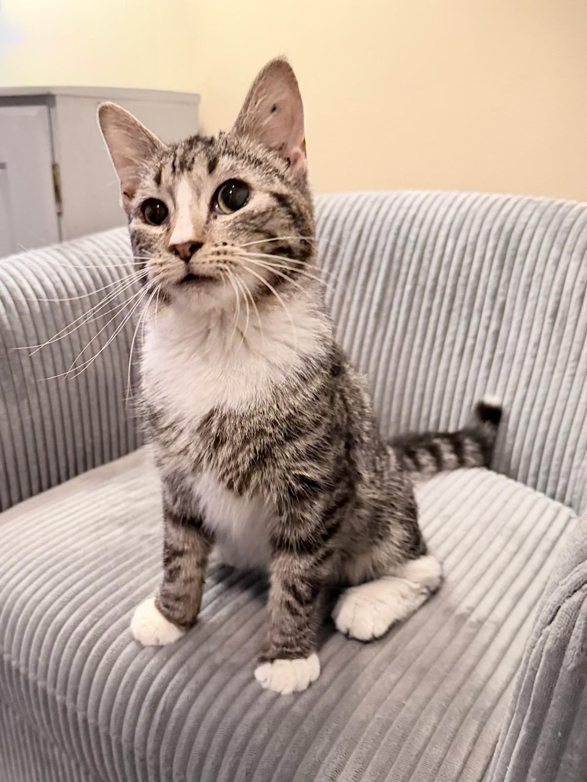 Enlarge Sully, an adopted Domestic Short Hair in Honeoye, NY image 2/2