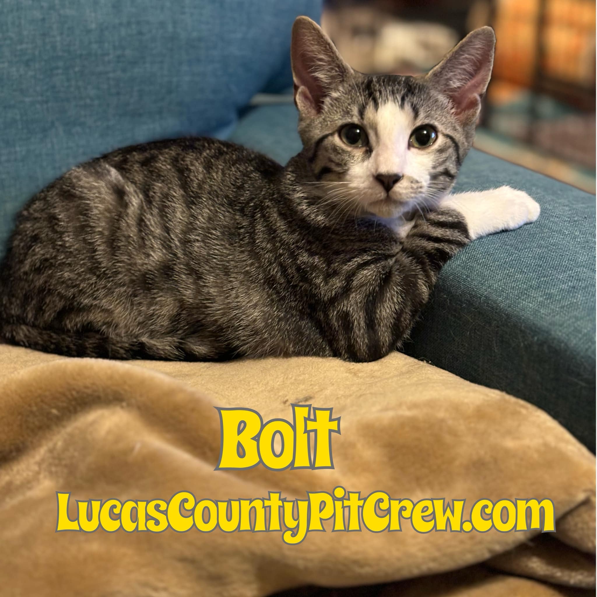 Enlarge Bolt, a Adoptable mixed breed in Toledo, OH image 3/3