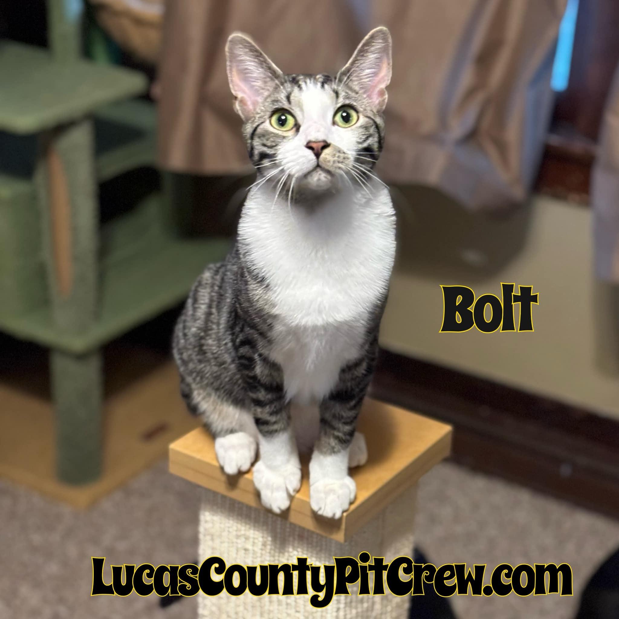 Enlarge Bolt, a Adoptable mixed breed in Toledo, OH image 2/3