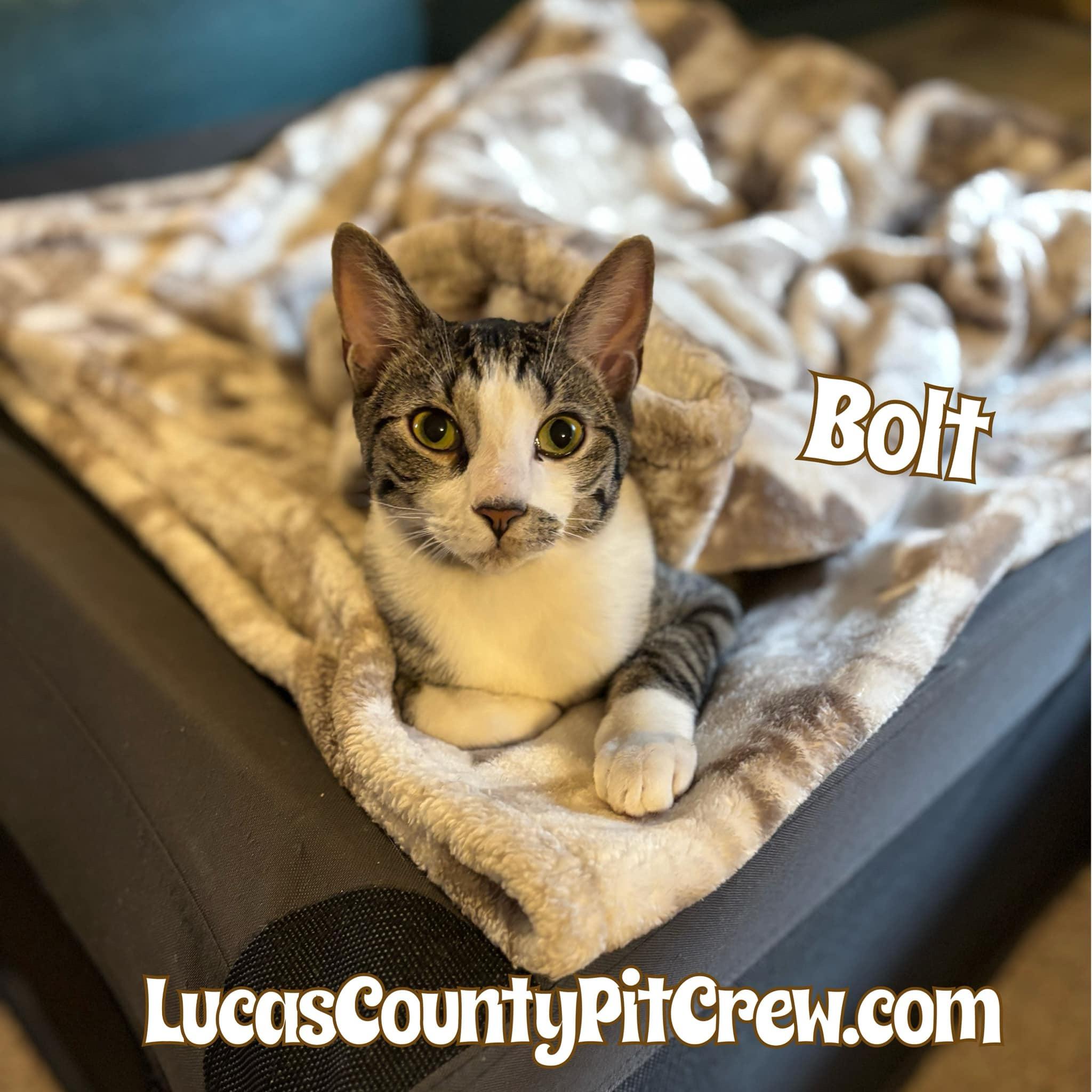 Bolt, Adoptable, Young Male Domestic Short Hair & Tabby.