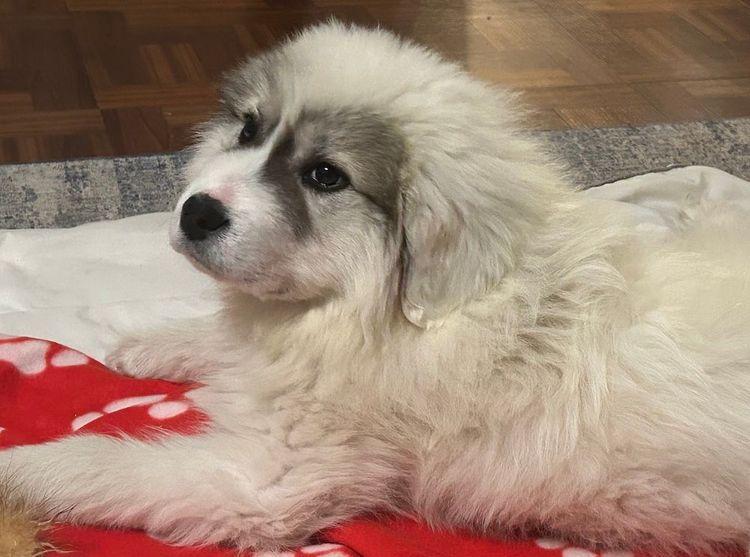 Enlarge Raider, an adopted Great Pyrenees in Larkspur, CO image 2/2
