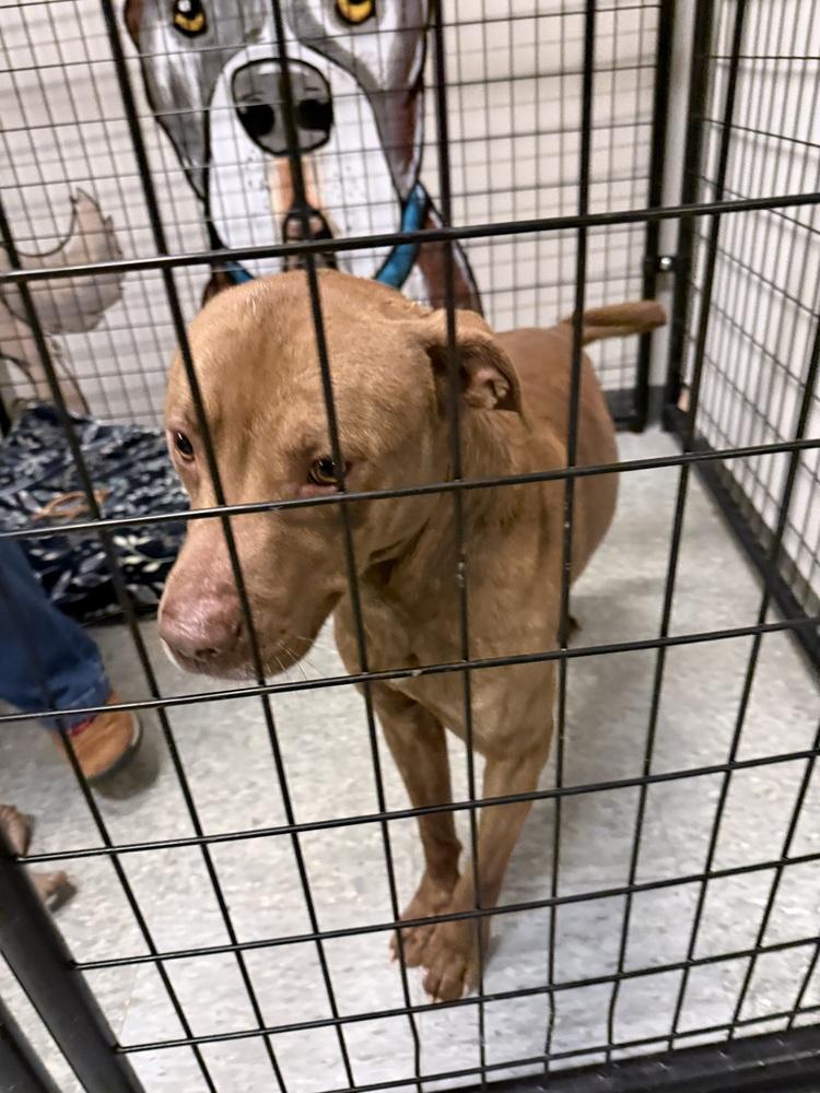 Sunny, Adopted, Adult Male Mixed Breed.