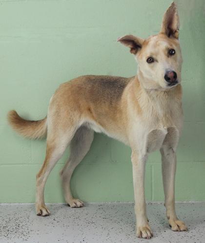 Enlarge Captain, a Adoptable mixed breed in Rapid City, SD image 2/3