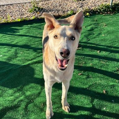 Captain, Adoptable, Adult Male Husky.