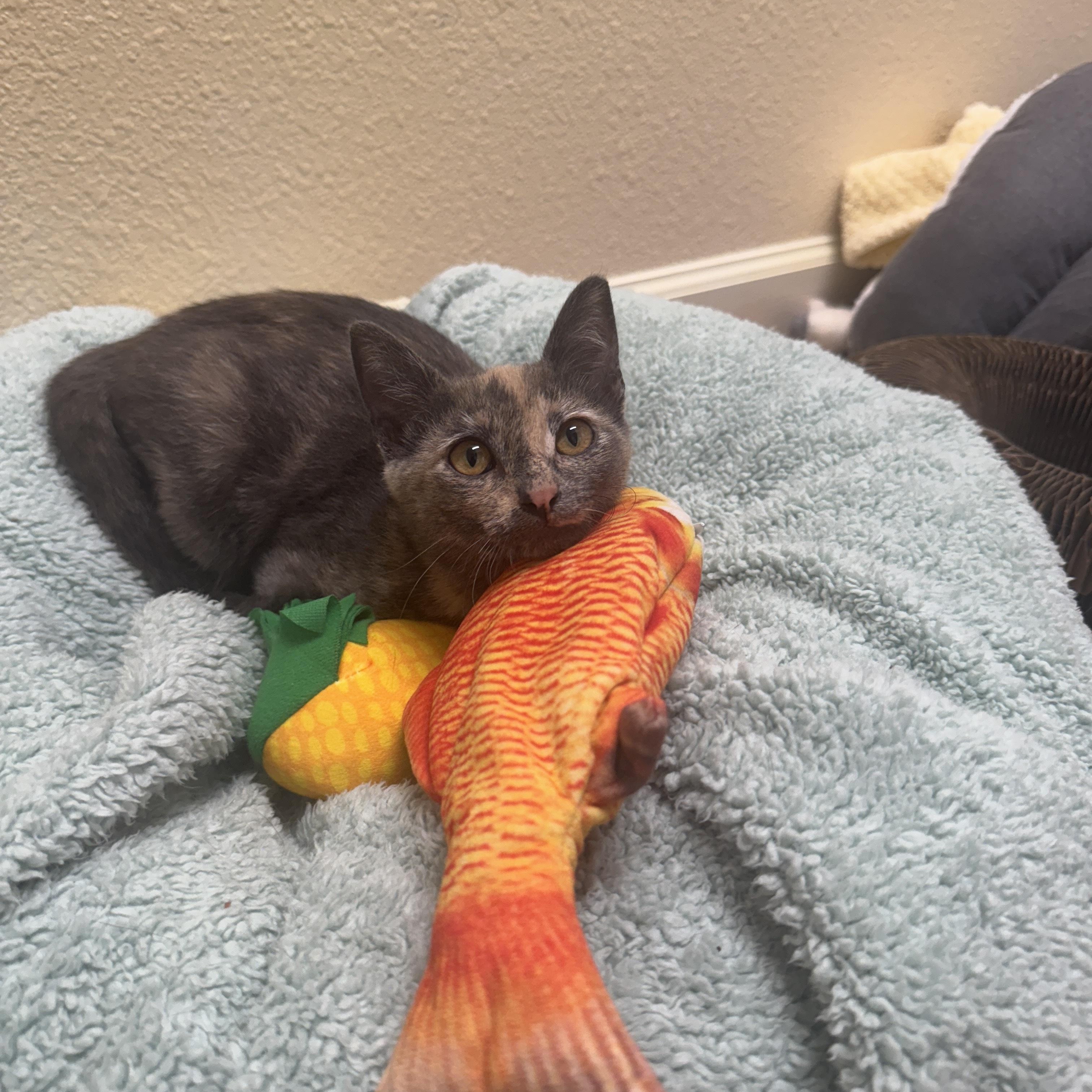 Malibu, Adopted, Young Female Domestic Short Hair.