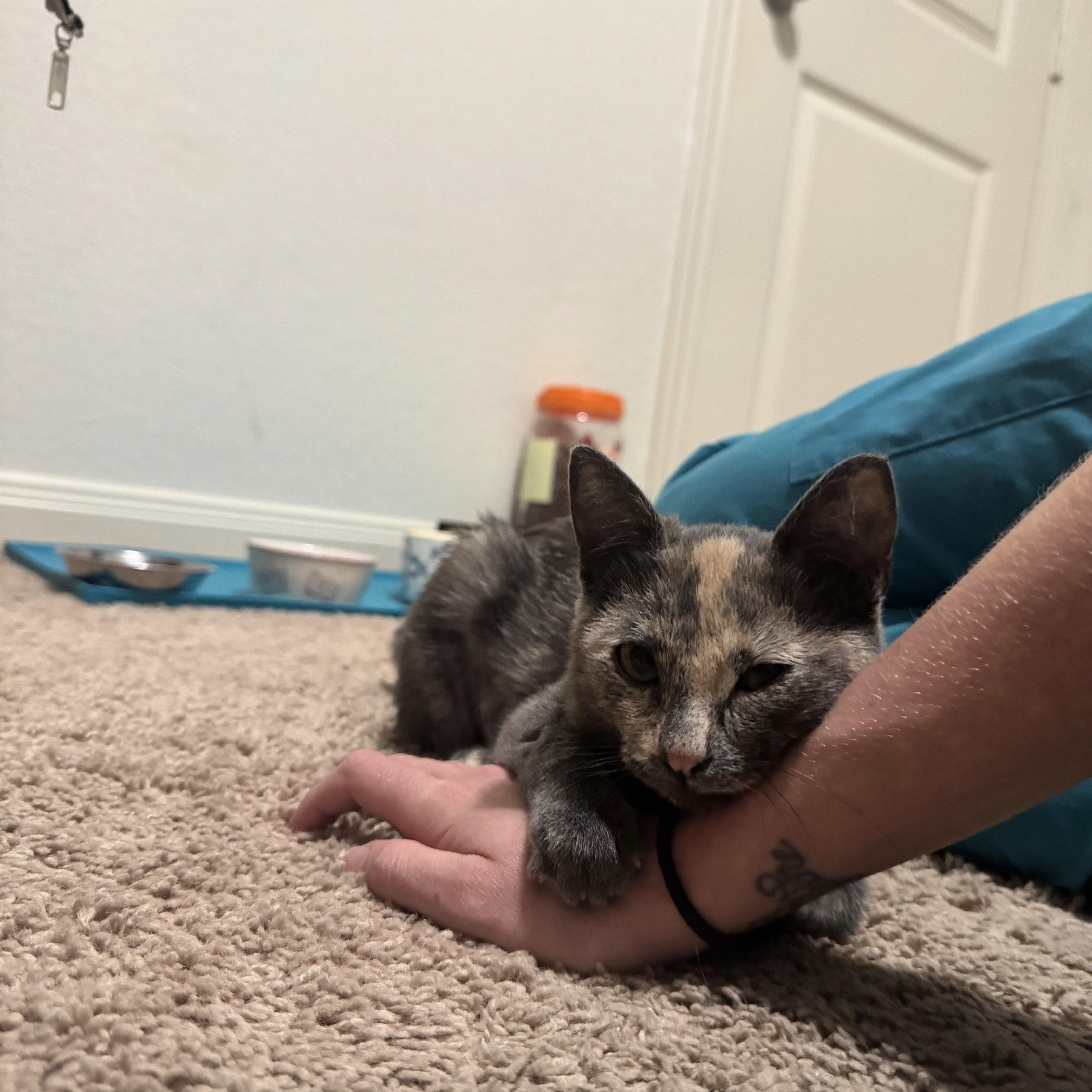 Malibu, a Adopted Domestic Short Hair in Round Rock, TX image 3/5