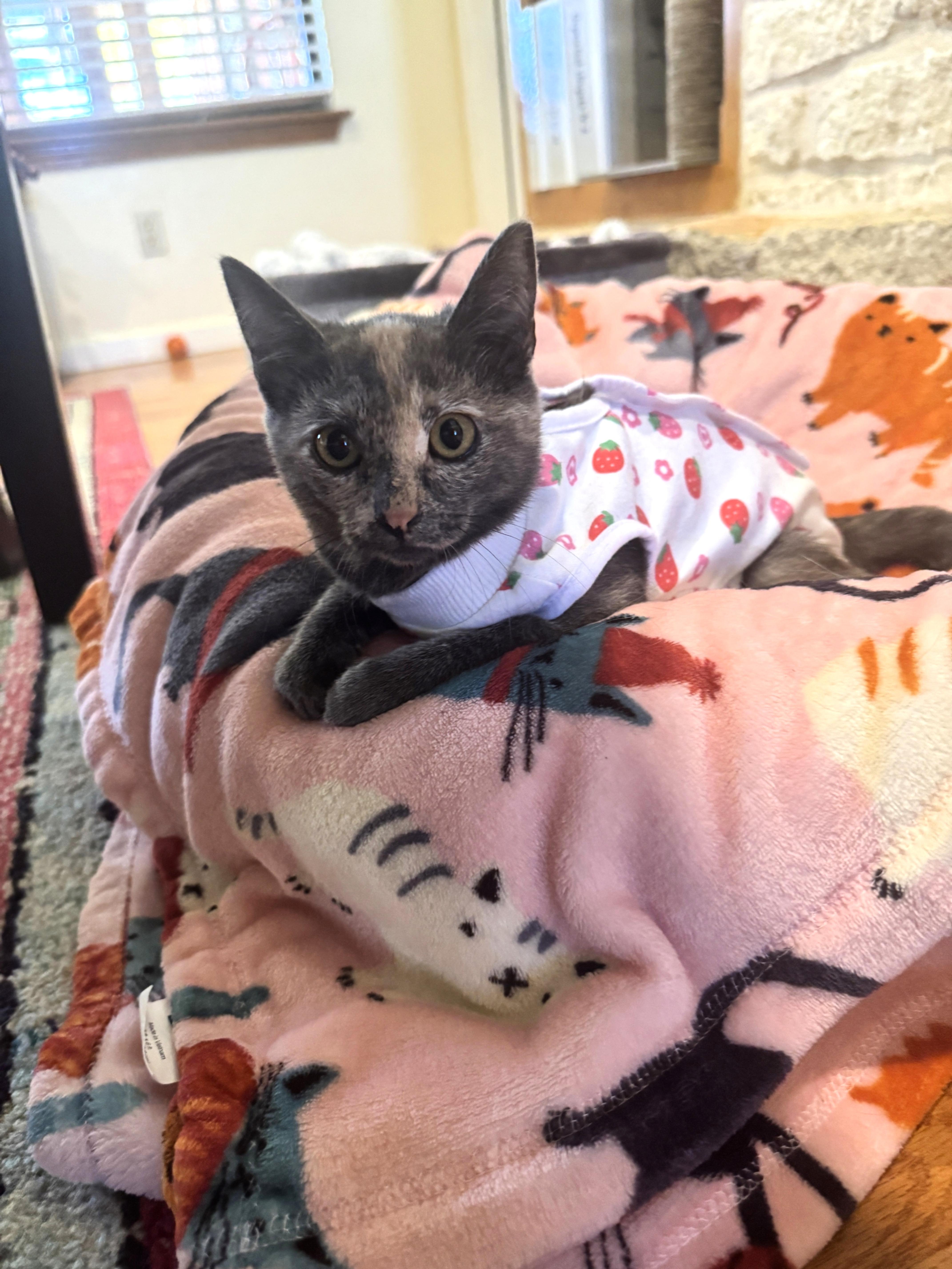 Malibu, a Adopted Domestic Short Hair in Round Rock, TX image 4/5