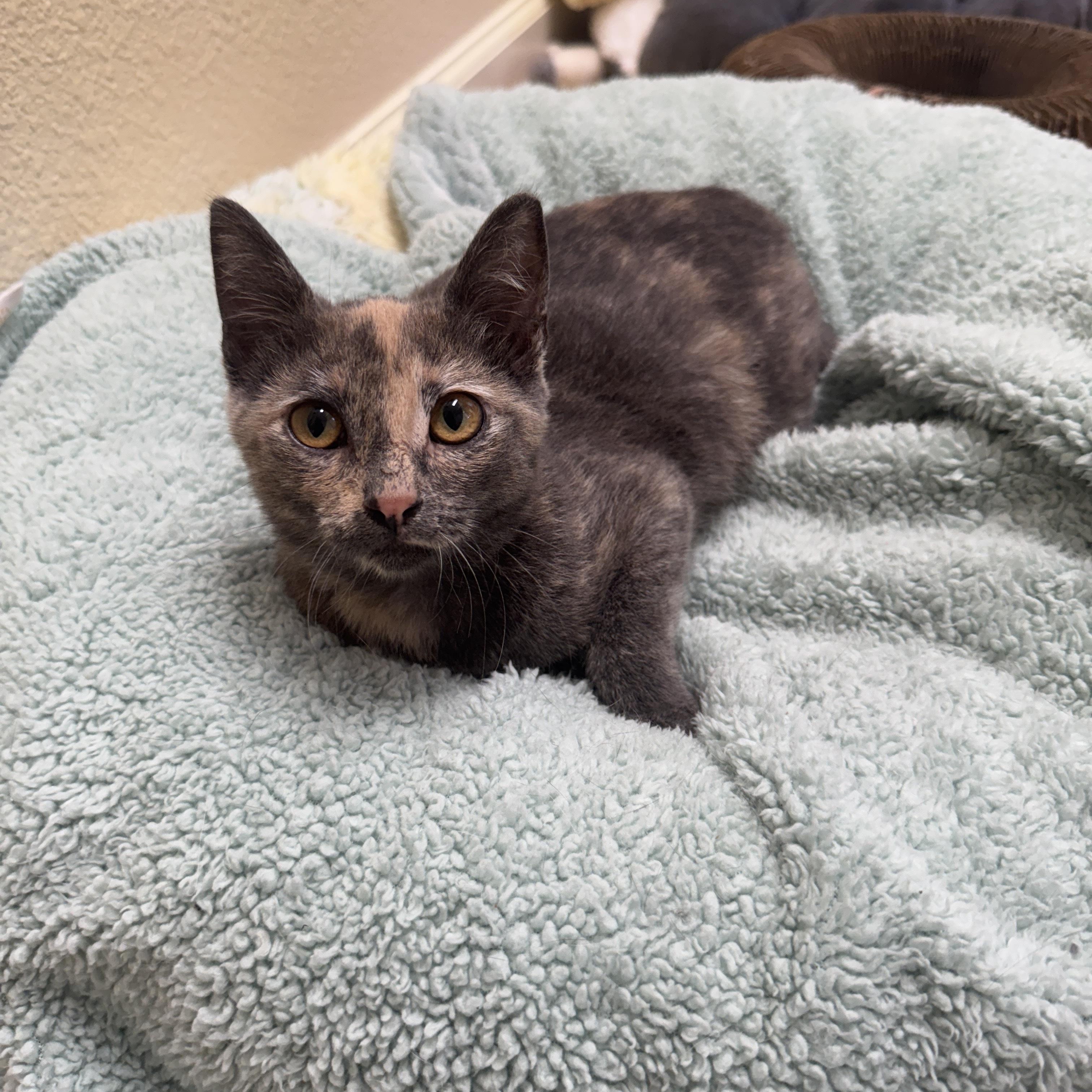 Malibu, a Adopted Domestic Short Hair in Round Rock, TX image 5/5