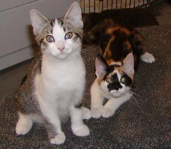 Foster Homes Neede, Adoptable, Young Female Domestic Short Hair & Tabby.
