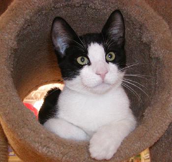 Foster Homes Neede, a Adoptable mixed breed in Allentown, PA image 3/6