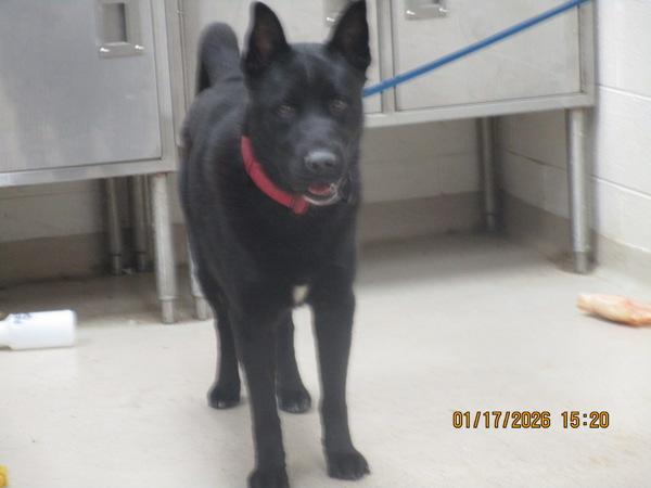 Enlarge Oreo (49), a Adoptable mixed breed in Marietta, GA image 1/1