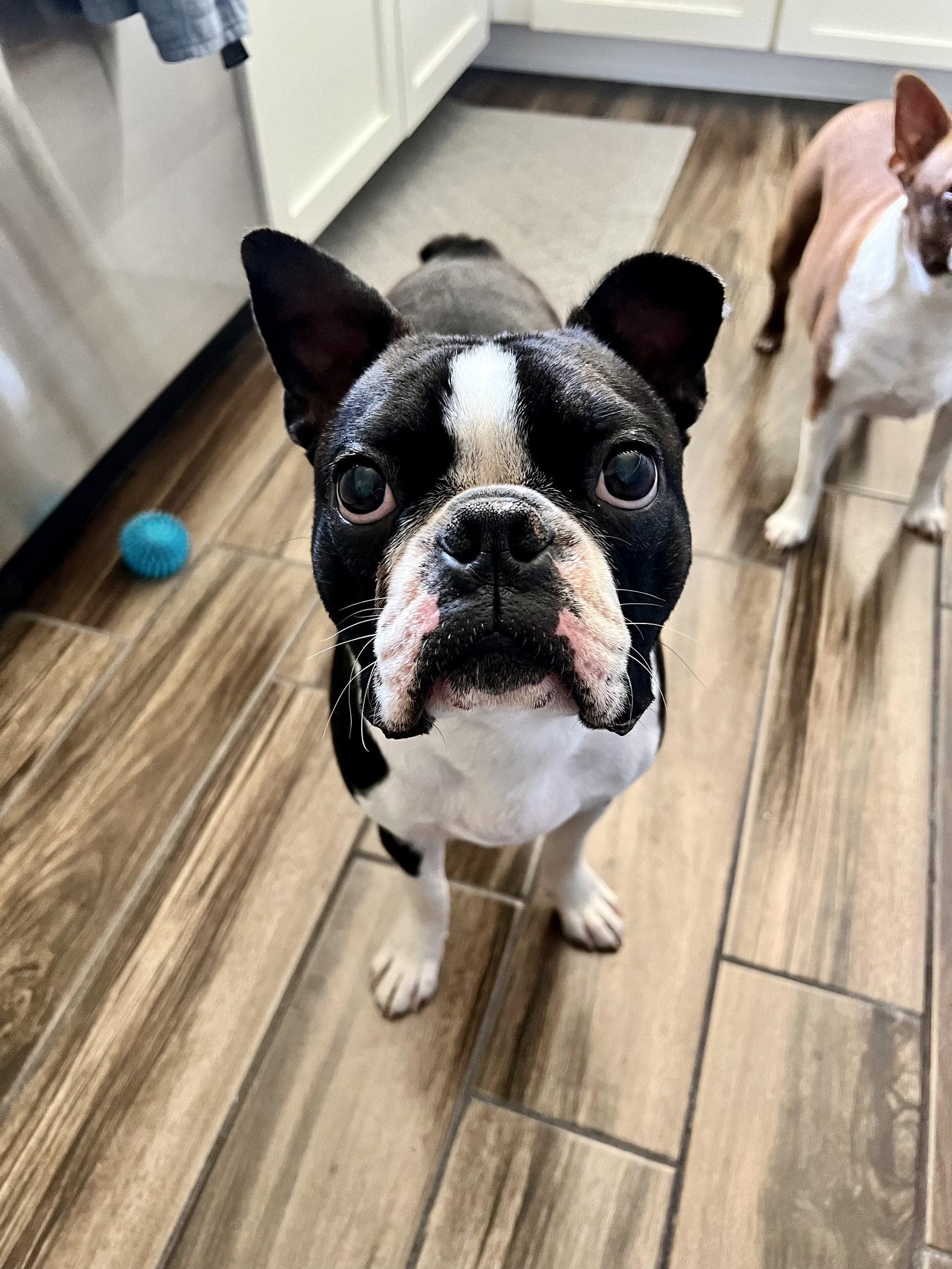 Ranger, Adopted, Young Male Boston Terrier.