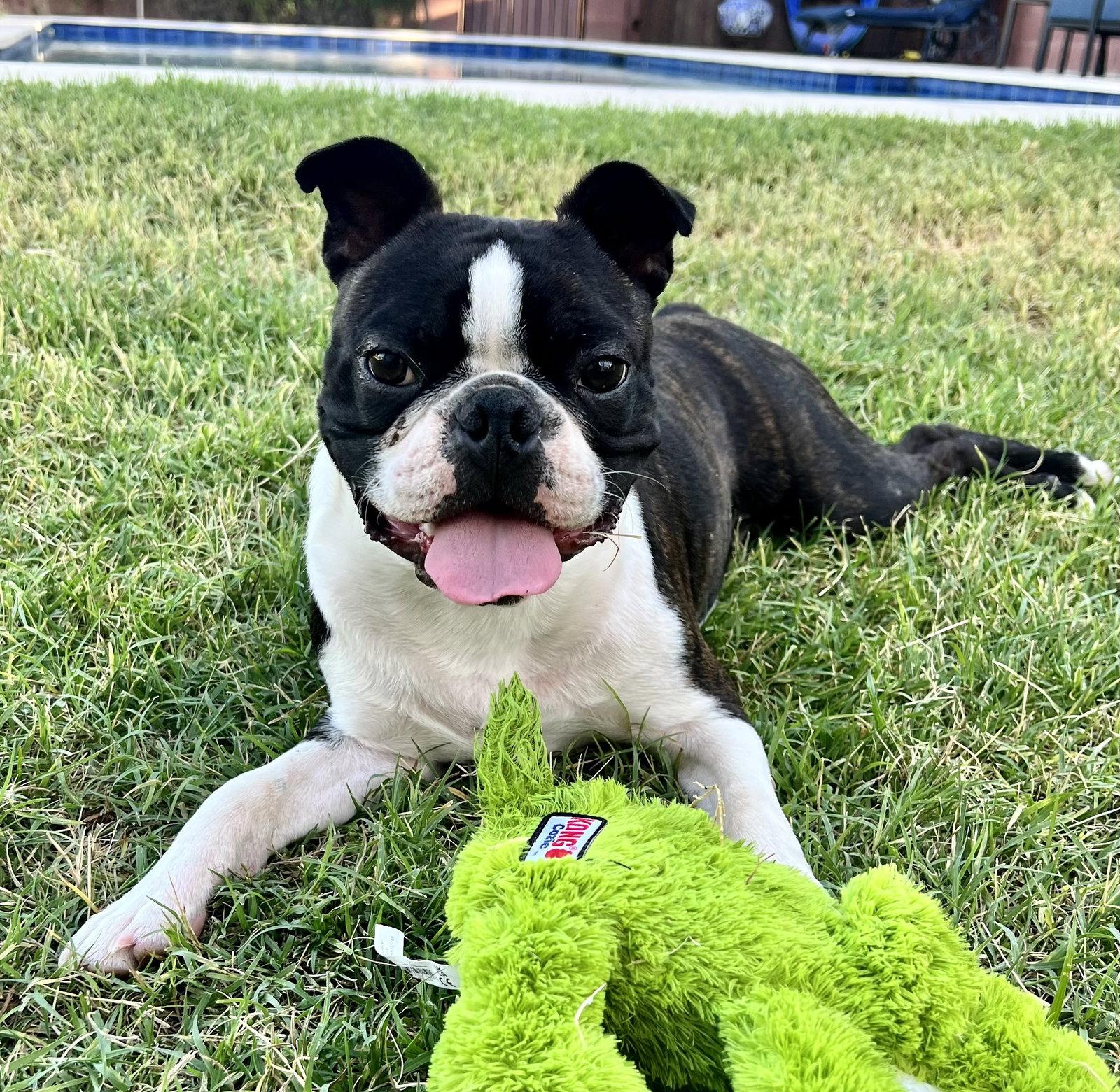 Ranger, a Adopted Boston Terrier in Scottsdale, AZ image 2/3